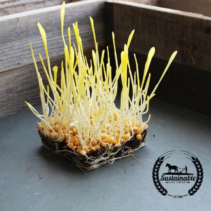 A cluster of yellow sprouting seeds with visible roots sits on a gray surface near wooden boards, with a "Sustainable" logo in the lower right corner.