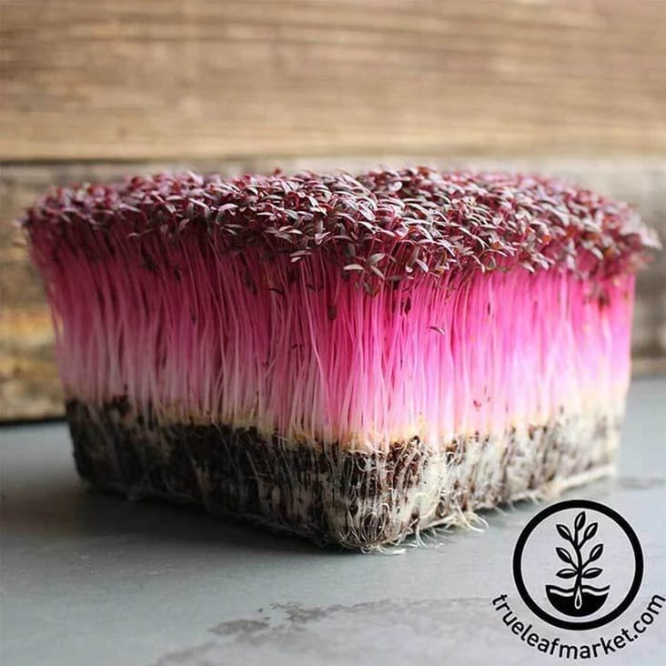 A dense block of vibrant red amaranth microgreens with pink stems and dark green leaves, rooted in a soil medium, sits on a gray surface next to a True Leaf Market logo.