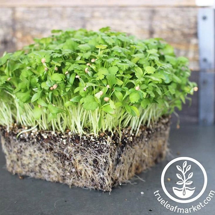 A dense block of green microgreens with visible roots and soil sits on a surface; the trueleafmarket.com logo is in the corner.