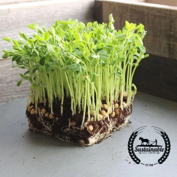 A block of pea microgreens with visible roots and soil sits on a gray surface, showing dense green sprouts. A "Sustainable Seed Company" logo is in the corner.