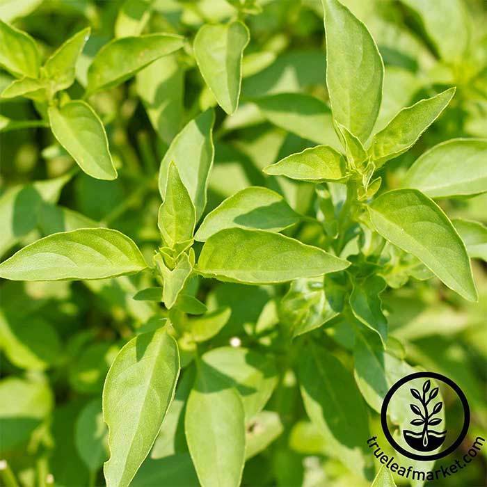 Close-up of green basil leaves growing on a plant, with a True Leaf Market logo in the bottom right corner.