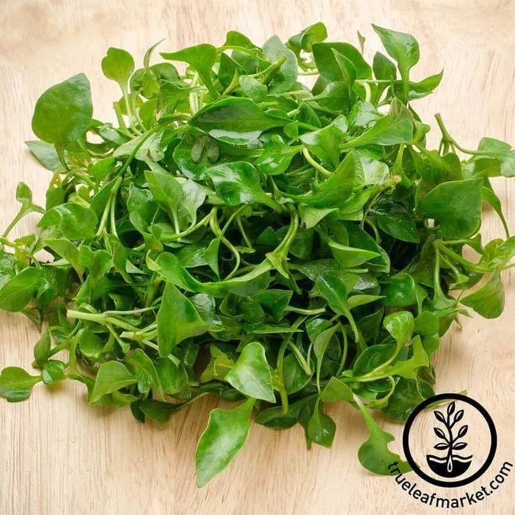 A pile of fresh green watercress leaves is spread on a wooden surface, with a circular True Leaf Market logo visible in the bottom right corner.