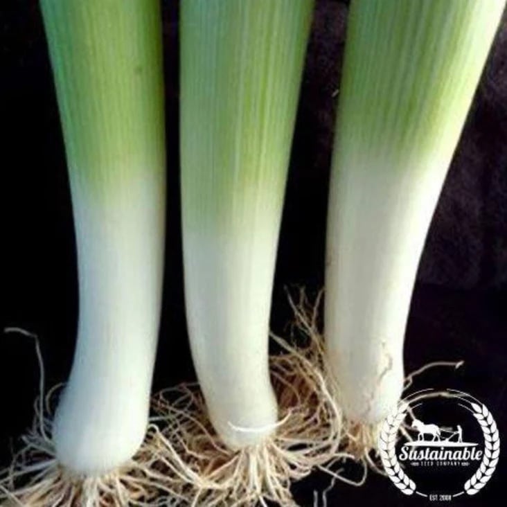 Three fresh leeks with white stalks and roots are shown upright on a dark background, with the "Sustainable" logo in the bottom right corner.