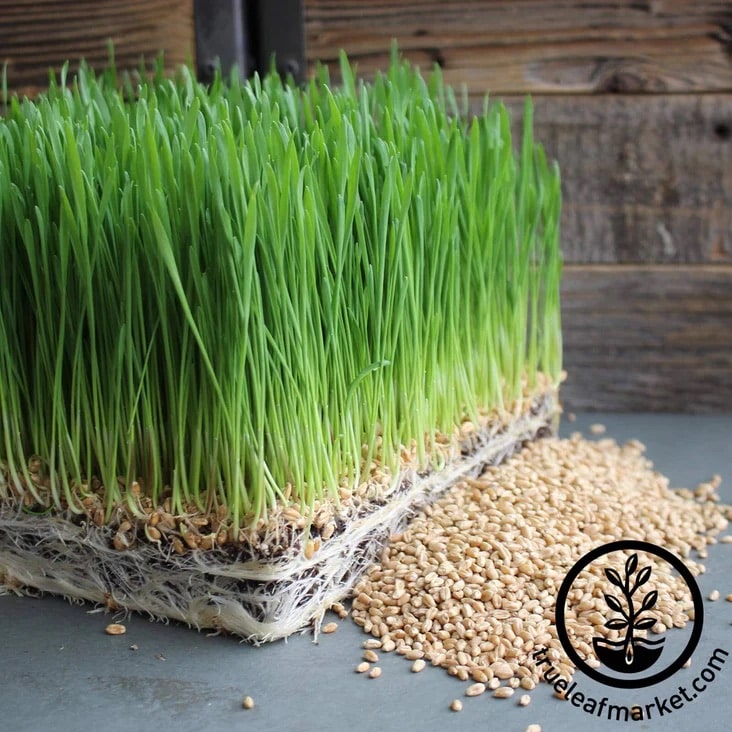 A dense tray of green wheatgrass growing from a mat of roots and seeds, with loose wheat seeds scattered nearby on a gray surface.