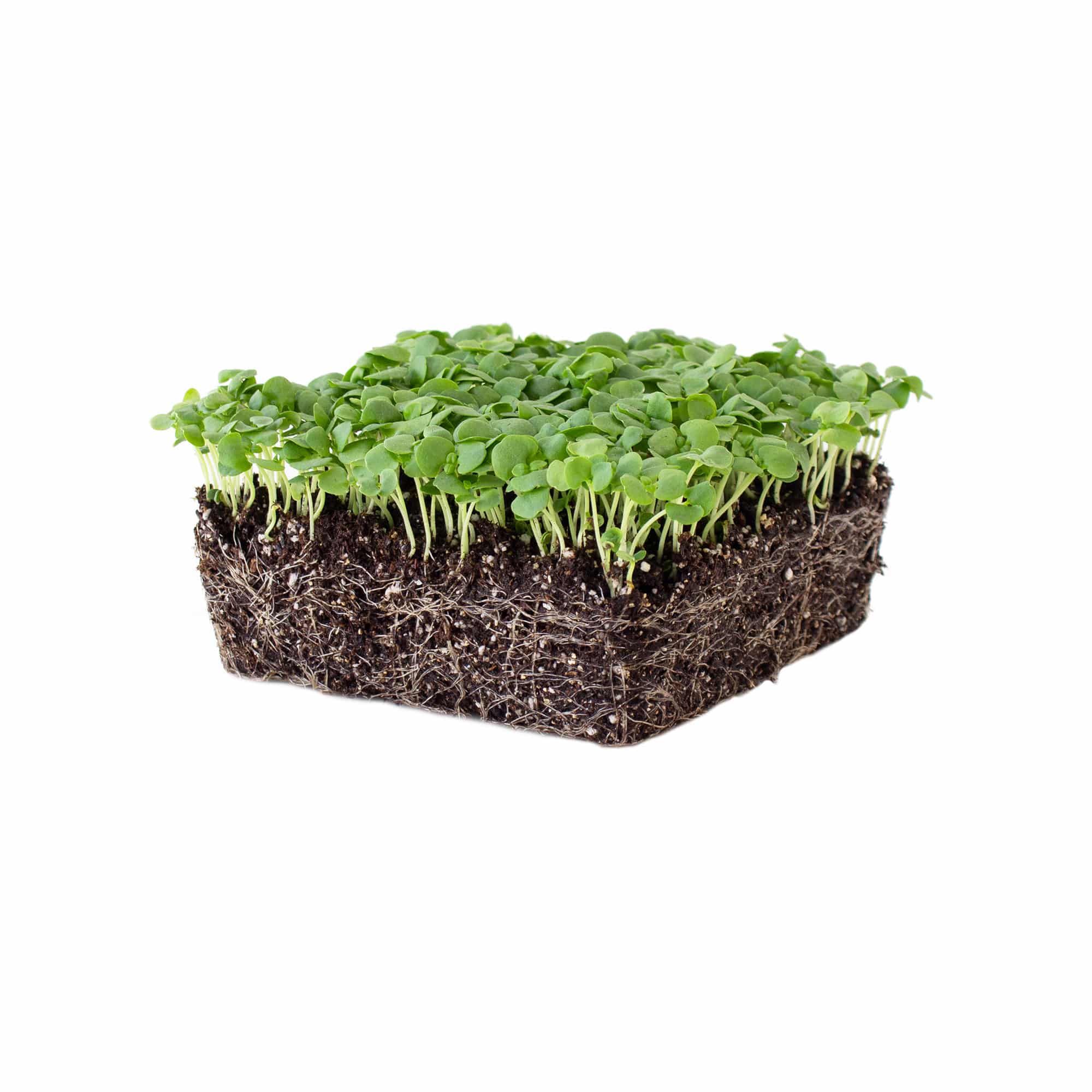 Close-up of fresh green basil leaves with a white "Sustainable" logo in the bottom right corner.