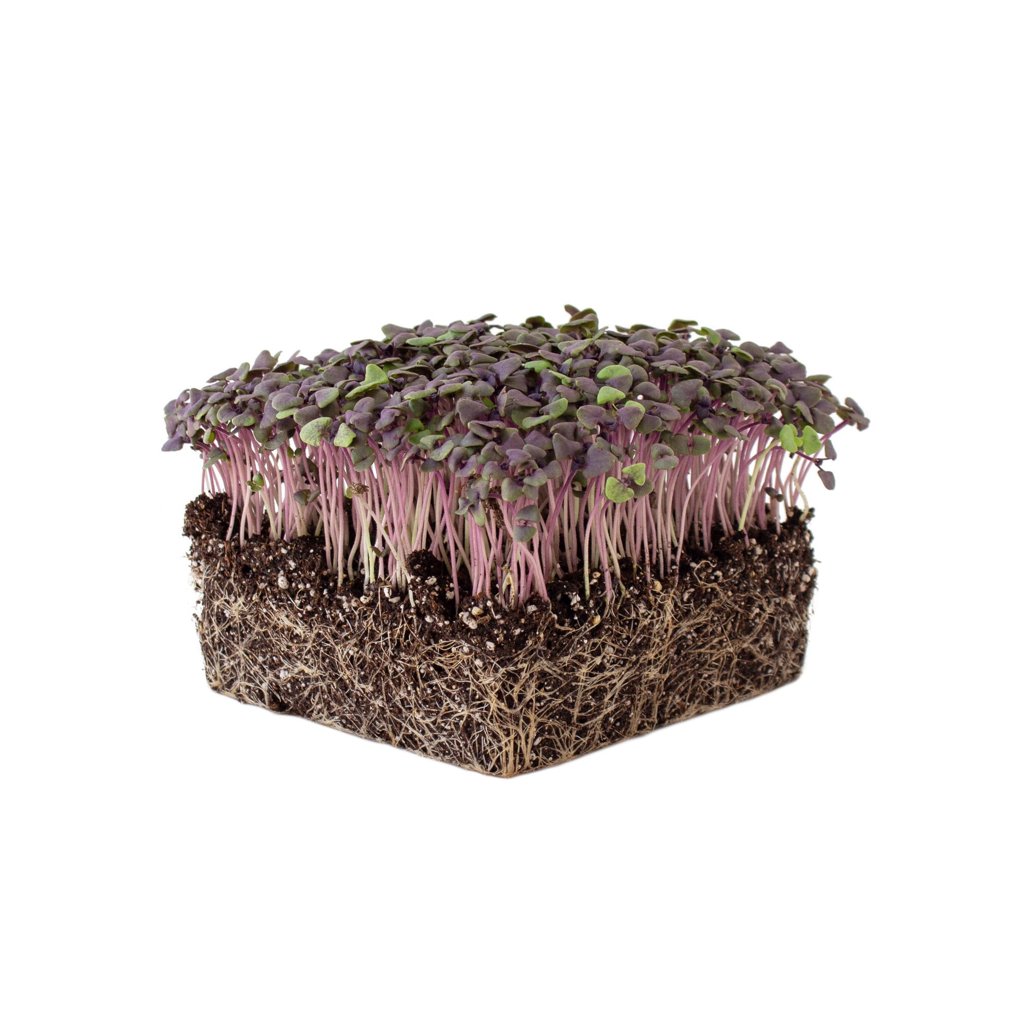 A cube-shaped section of soil with densely packed purple microgreens growing on top and visible roots underneath, isolated on a white background.