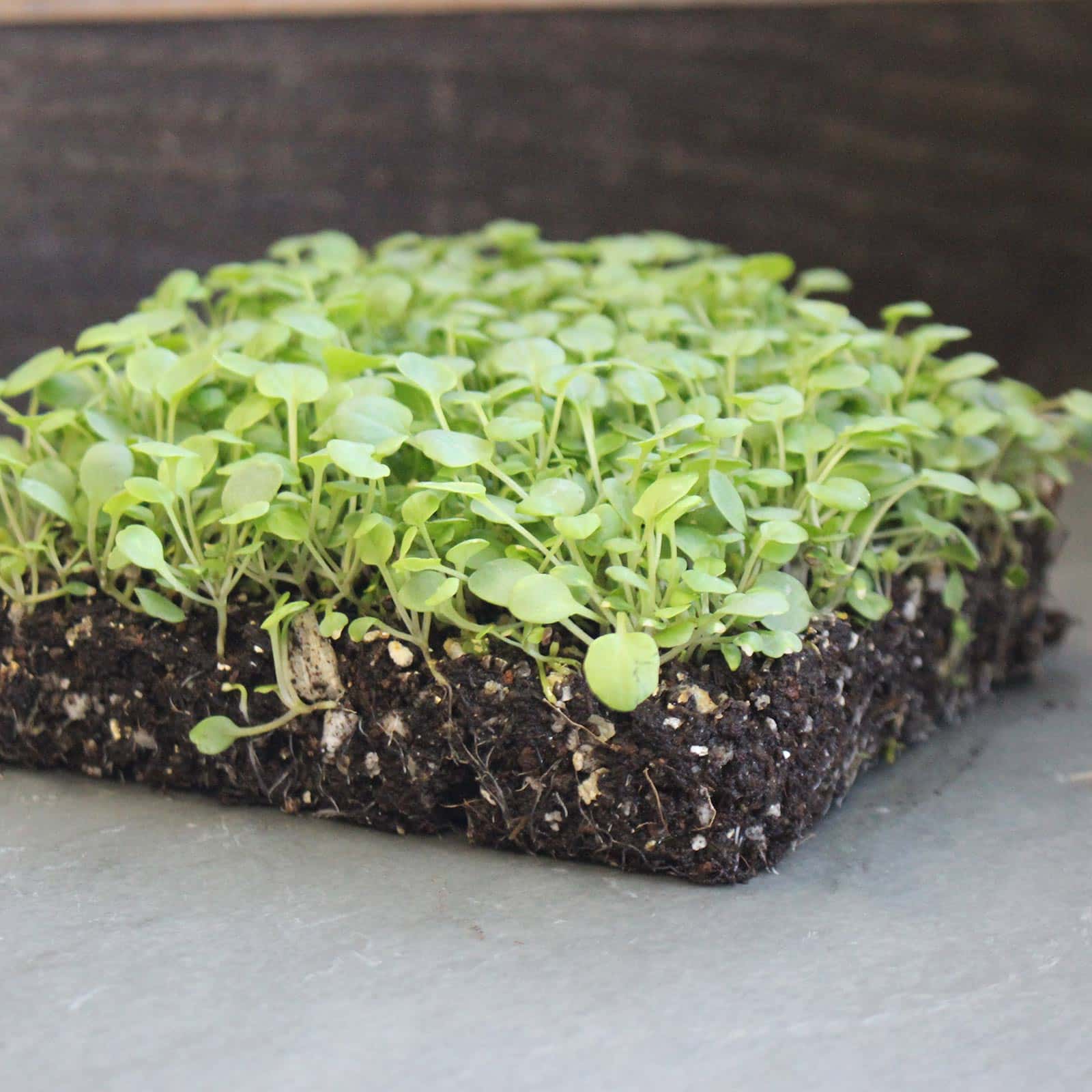 A square section of soil with green microgreens growing densely on top, displayed on a gray surface.